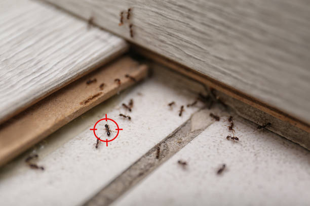 Professional Pest Control in Mount Pleasant, PA