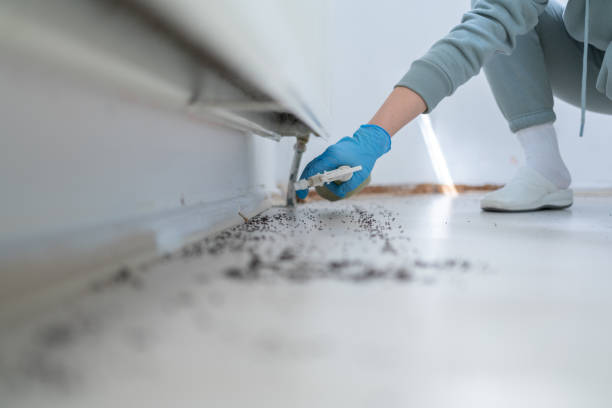 Best Affordable Pest Control Services  in Mount Pleasant, PA